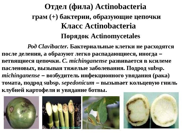 Отдел (фила) Actinobacteria  грам (+) бактерии, образующие цепочки Класс Actinobacteria  Порядок Actinomycetales