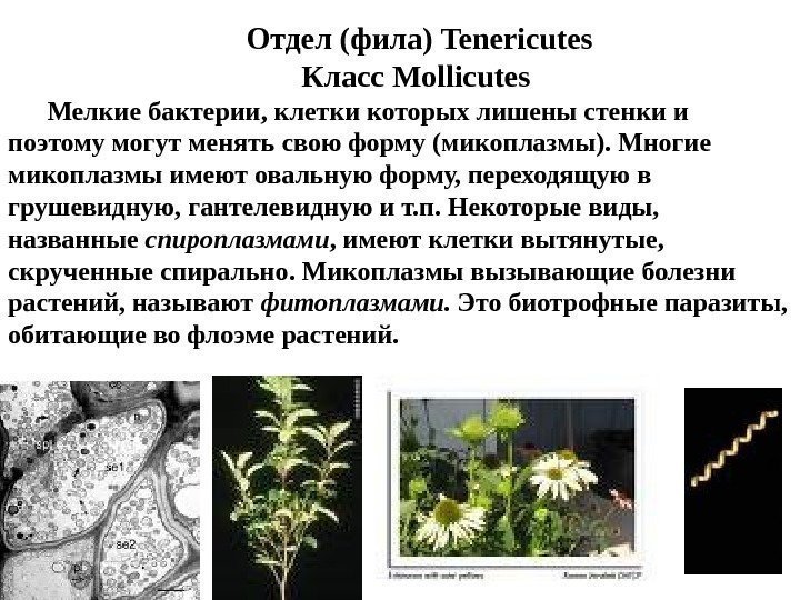 Отдел (фила) Tenericutes Класс Mollicutes Мелкие бактерии, клетки которых лишены стенки и поэтому могут