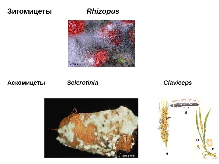 Зигомицеты   Rhizopus Аскомицеты    Sclerotinia     