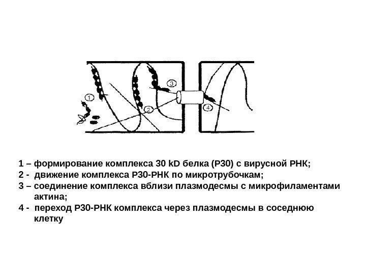 1 – формирование комплекса 30 k. D белка (Р 30) с вирусной РНК; 2