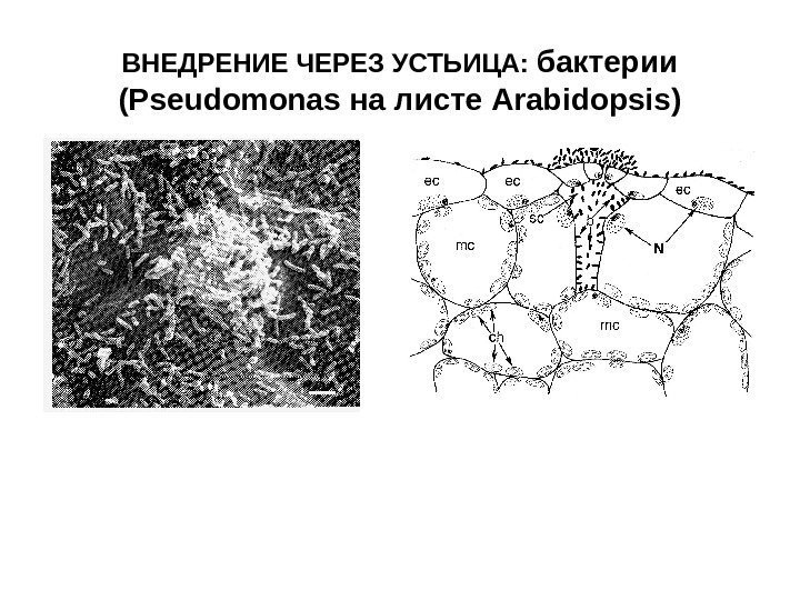 ВНЕДРЕНИЕ ЧЕРЕЗ УСТЬИЦА:  бактерии ( Pseudomonas на листе Arabidopsis) 