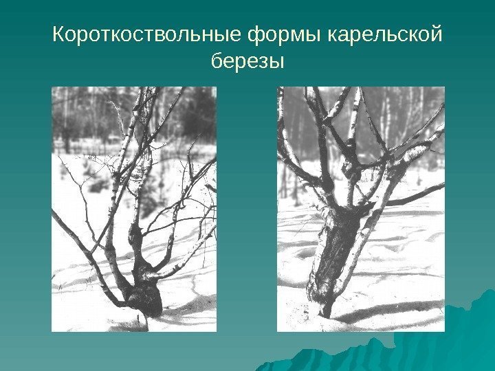 Короткоствольные формы карельской березы 