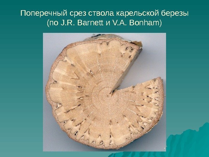 Поперечный срез ствола карельской березы (по J. R. Barnett и V. A. Bonham) 