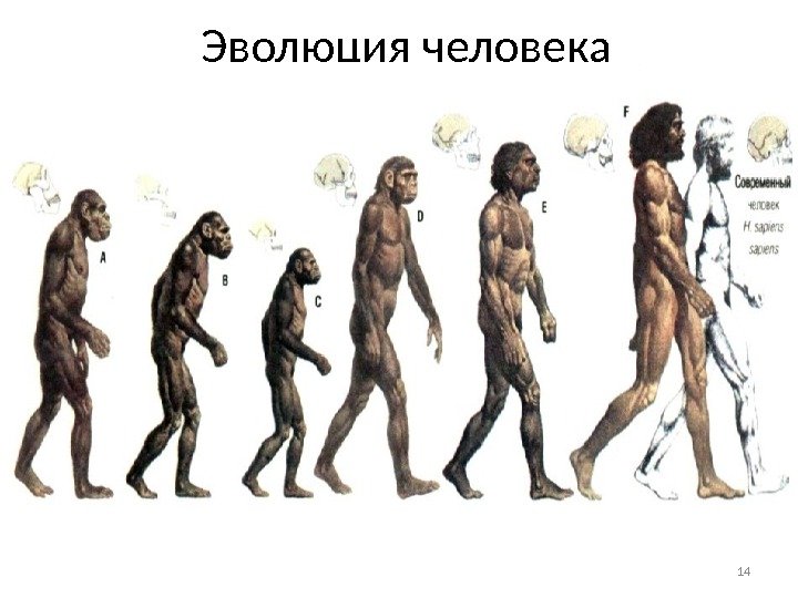 14 Эволюция человека 