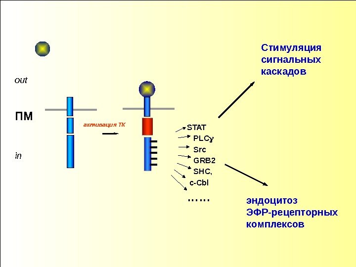 Стимуляция сигнальных каскадов эндоцитоз   ЭФР-рецепторных комплексов. STAT PLC Src GRB 2 SHC,