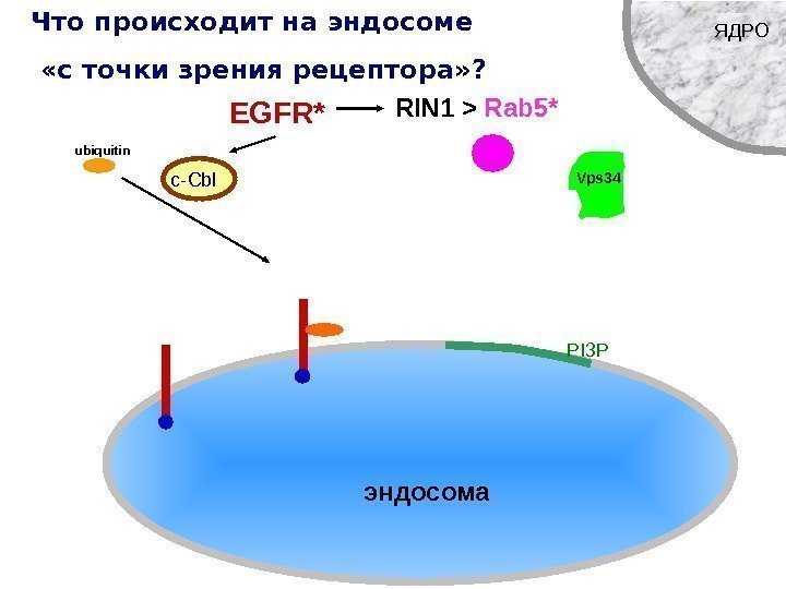 ЯДРО EGFR* c-Cblubiquitin RIN 1  Rab 5* Vps 34 эндосома PI 3 PЧто