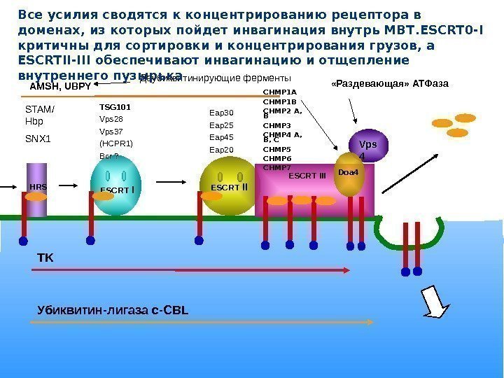 TK Убиквитин-лигаза c-CBLHRSSTAM /  Hbp SNX 1 ESCRT III Doa 4 Vps 4