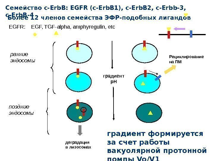 Семейство c-Erb. B: EGFR (c-Erb. B 1), c-Erb. B 2, c-Erbb-3,  c-Erb. B-4