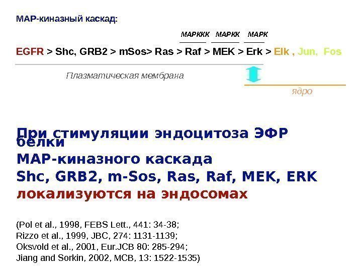 При стимуляции эндоцитоза ЭФР белки МАР-киназного каскада Shc, GRB 2, m-Sos, Raf, MEK, ERK
