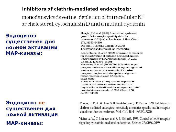 Эндоцитоз существенен для полной активации МАР-киназы: Inhibitors of clathrin-mediated endocytosis: Эндоцитоз не  существенен