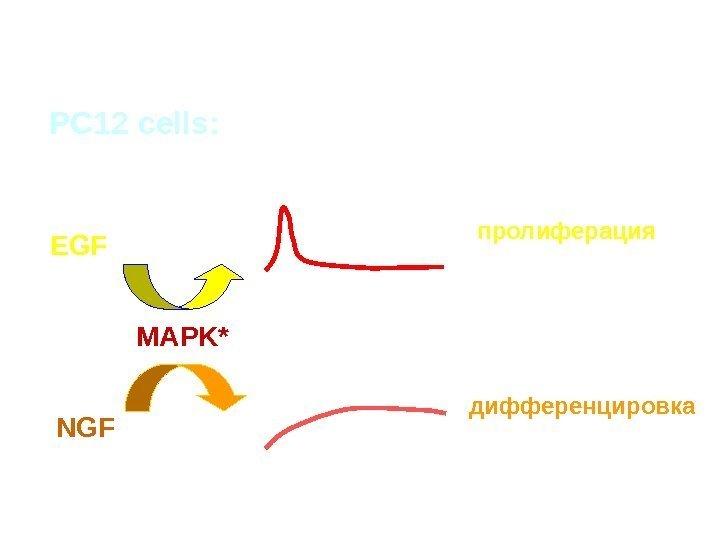 PC 12 cells: EGF NGF MAPK* пролиферация диференцировка 2 -15 мин 1 - 3