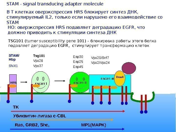 Vps 4 TK Убиквитин-лигаза c-CBL Ras, GRB 2, Shc,     