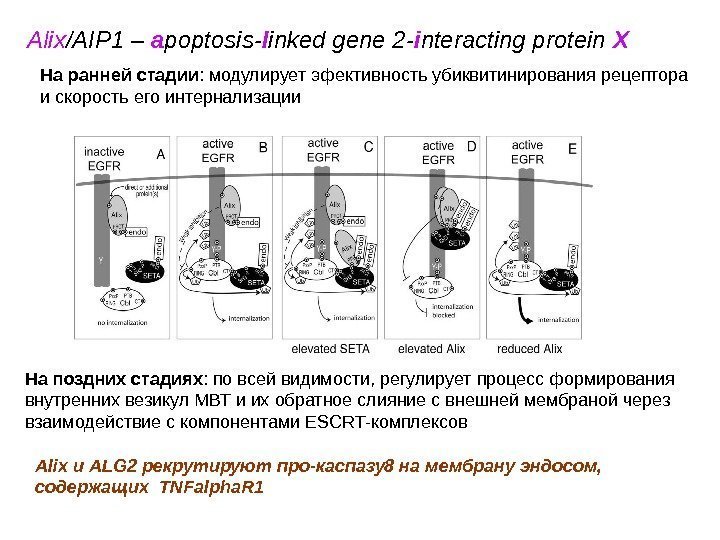 Alix /AIP 1 – a poptosis- l inked gene 2 - i nteracting protein