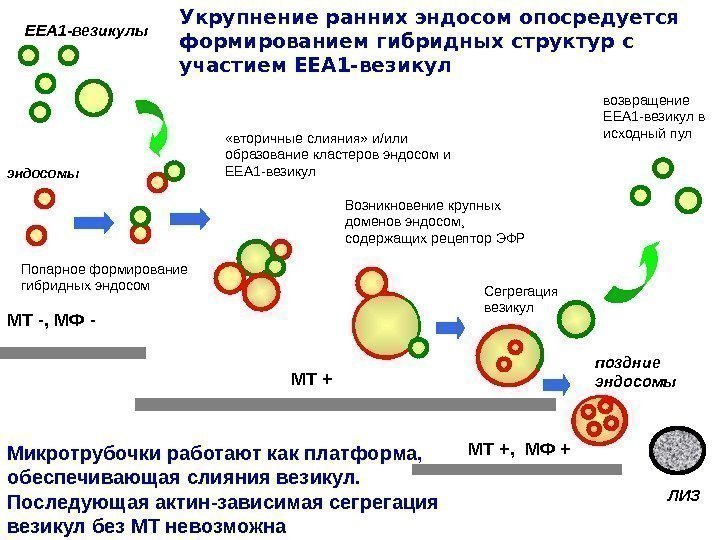 эндосомы ЕЕА 1 -везикулы Попарное формирование гибридных эндосом «вторичные слияния» и / или образование