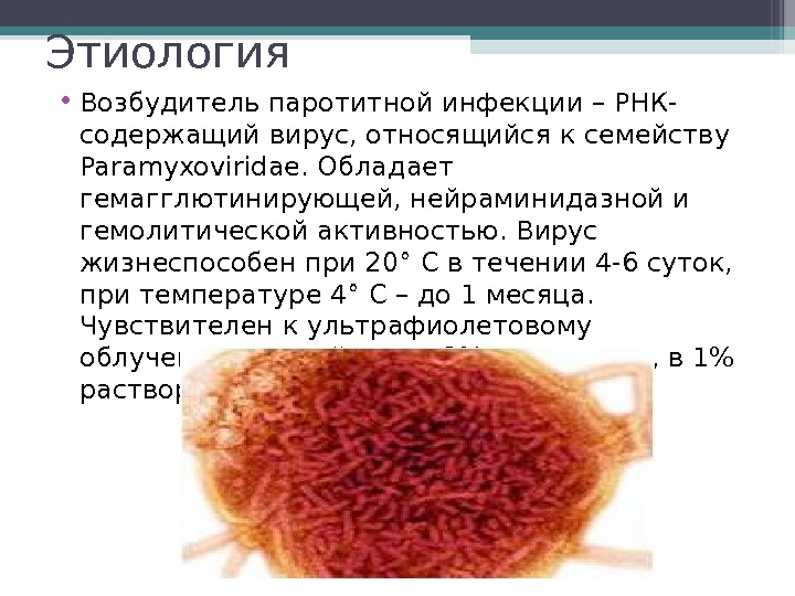 Этиология • Возбудитель паротитной инфекции – РНК- содержащий вирус, относящийся к семейству Paramyxoviridae. Обладает