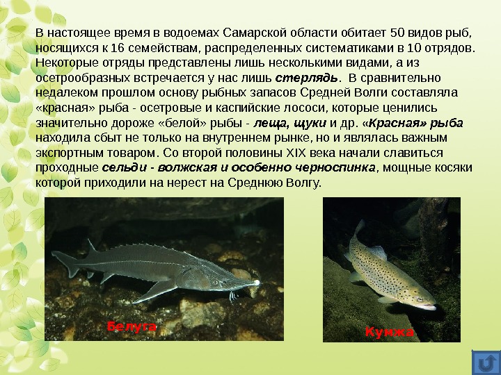 В настоящее время в водоемах Самарской области обитает 50 видов рыб,  носящихся к
