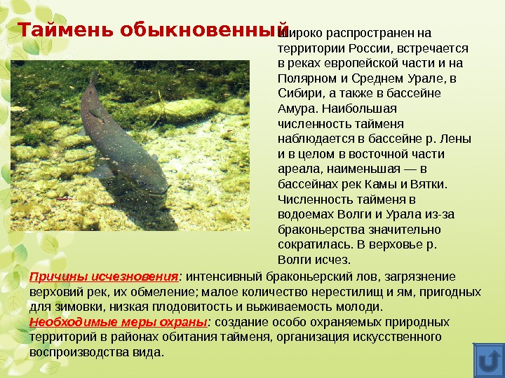 Таймень обыкновенный Широко распространен на территории России, встречается в реках европейской части и на