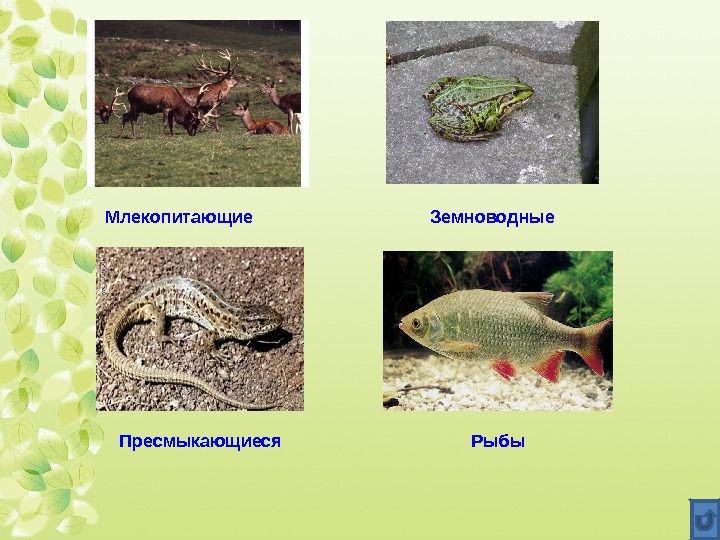    Млекопитающие Земноводные Пресмыкающиеся Рыбы 