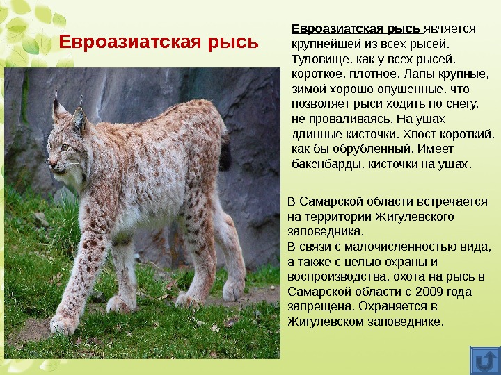  Евроазиатская рысь В Самарской области встречается на территории Жигулевского заповедника. В связи с