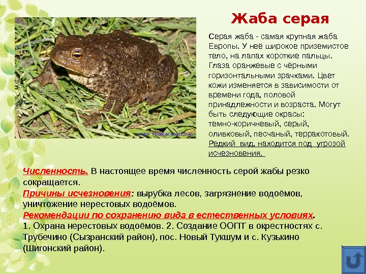 Жаба серая Серая жаба - самая крупная жаба Европы. У неё широкое приземистое тело,