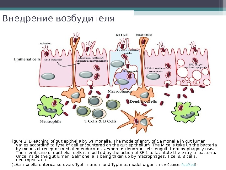 Внедрение возбудителя Figure 2. Breaching of gut epithelia by Salmonella. The mode of entry