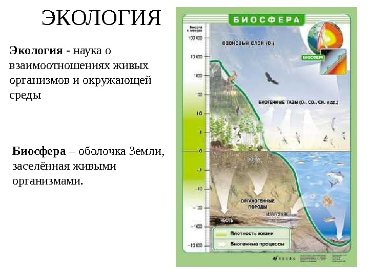 ЭКОЛОГИЯ Экология - наука о взаимоотношениях живых  организмов и окружающей  среды Биосфера