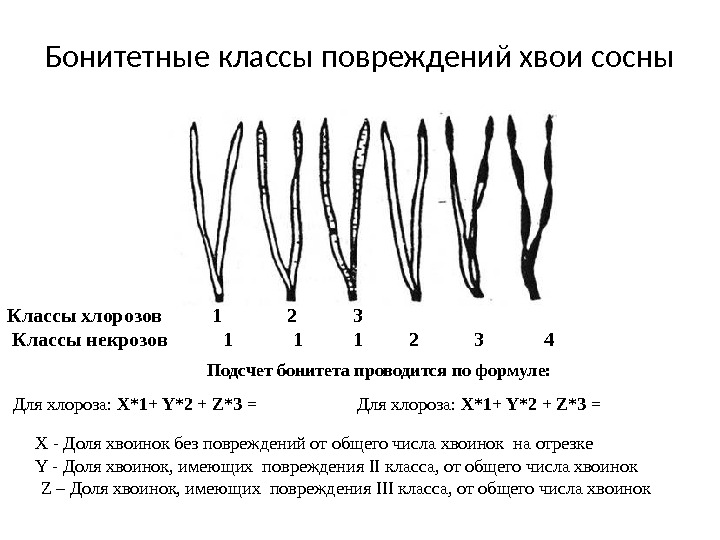 Бонитетные классы повреждений хвои сосны Классы хлорозов   1   2 