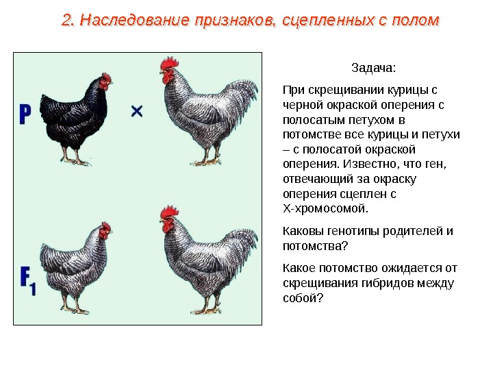 Задача: При скрещивании курицы с черной окраской оперения с полосатым петухом в потомстве все