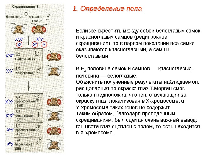 Если же скрестить между собой белоглазых самок и красноглазых самцов (реципрокное скрещивание), то в