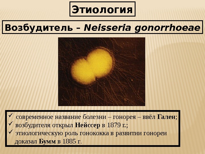 Этиология Возбудитель – Neisseria gonorrhoeae  современное название болезни – гонорея – ввёл Гален