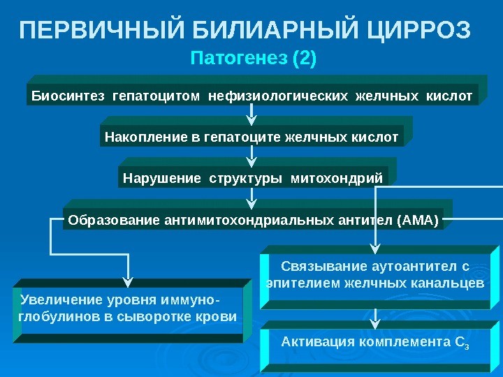  Патогенез (2)ПЕРВИЧНЫЙ БИЛИАРНЫЙ ЦИРРОЗ Увеличение уровня иммуно- глобулинов в сыворотке крови Связывание аутоантител