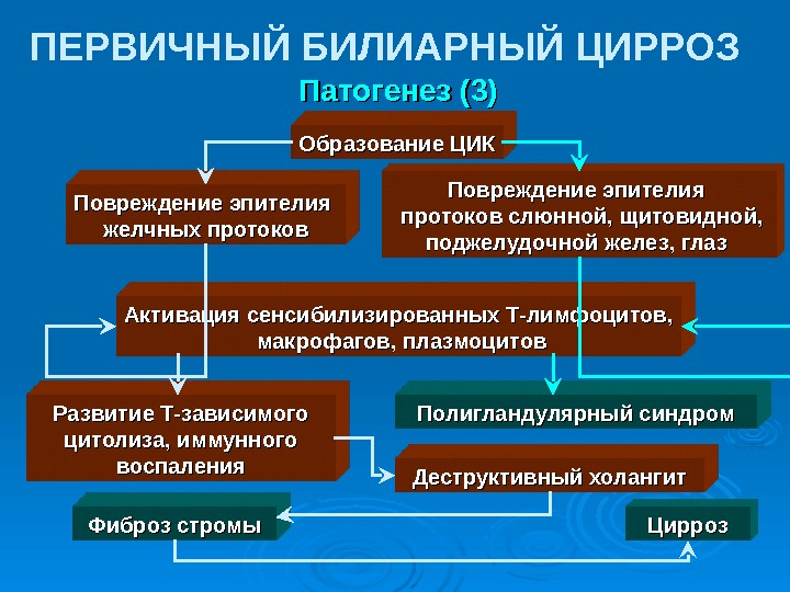  Патогенез (3)ПЕРВИЧНЫЙ БИЛИАРНЫЙ ЦИРРОЗ Полигландулярный синдром. Образование ЦИК Активация сенсибилизированных Т-лимфоцитов, макрофагов, плазмоцитов.