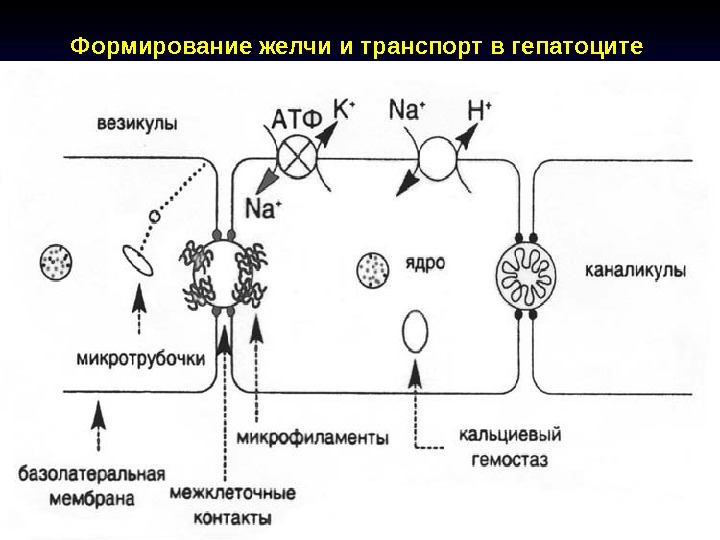 Формирование желчи и транспорт в гепатоците 