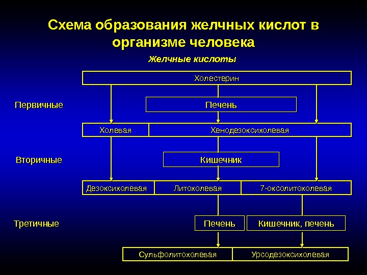 Схема образования желчных кислот в организме человека Желчные кислоты Холестерин Первичные Печень Вторичные Холевая