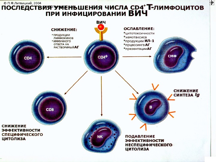 +© П. Ф. Литвицкий, 2004         ©