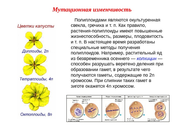 Полиплоидами являются окультуренная свекла, гречиха и т. п. Как правило,  растения-полиплоиды имеют повышенные