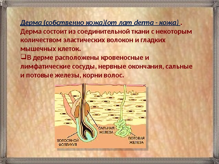 Дерма (собственно кожа)(от лат derma - кожа) .  Дерма состоит из соединительной ткани