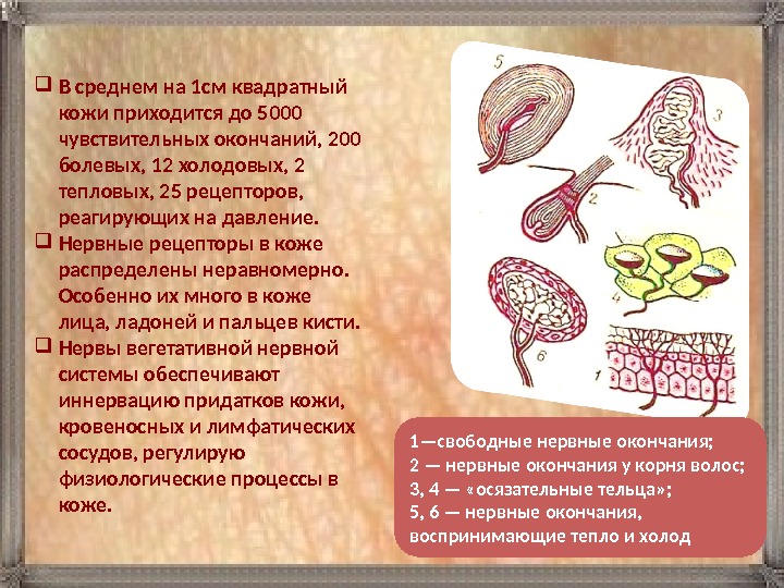  В среднем на 1 см квадратный кожи приходится до 5000 чувствительных окончаний, 200