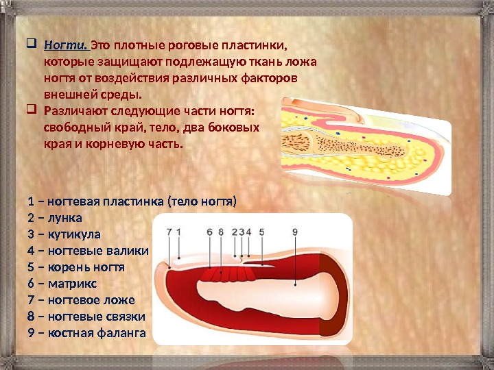  Ногти.  Это плотные роговые пластинки,  которые защищают подлежащую ткань ложа ногтя