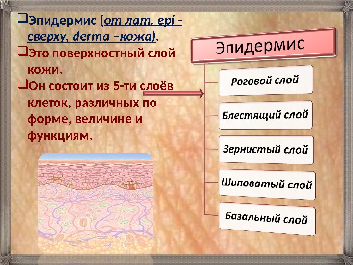  Эпидермис ( от лат. epi - сверху, derma – кожа). Это поверхностный слой