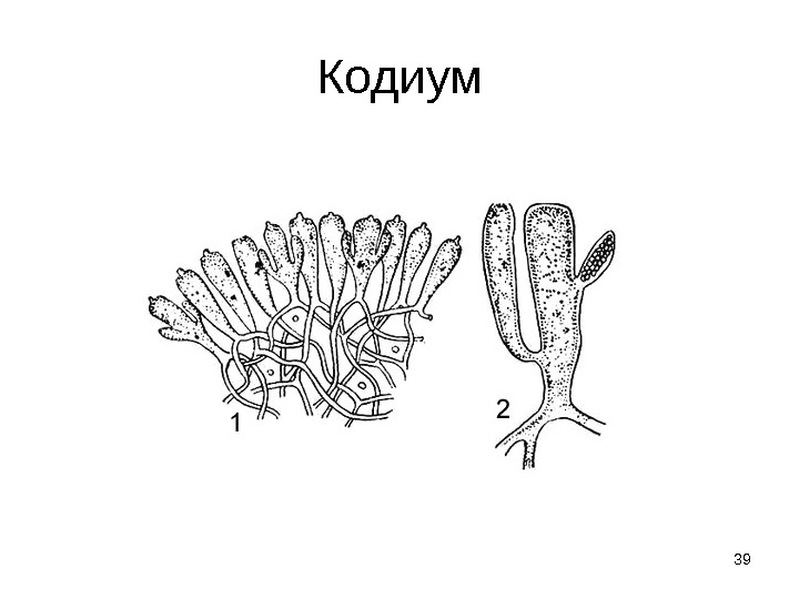 Кодиум 39 