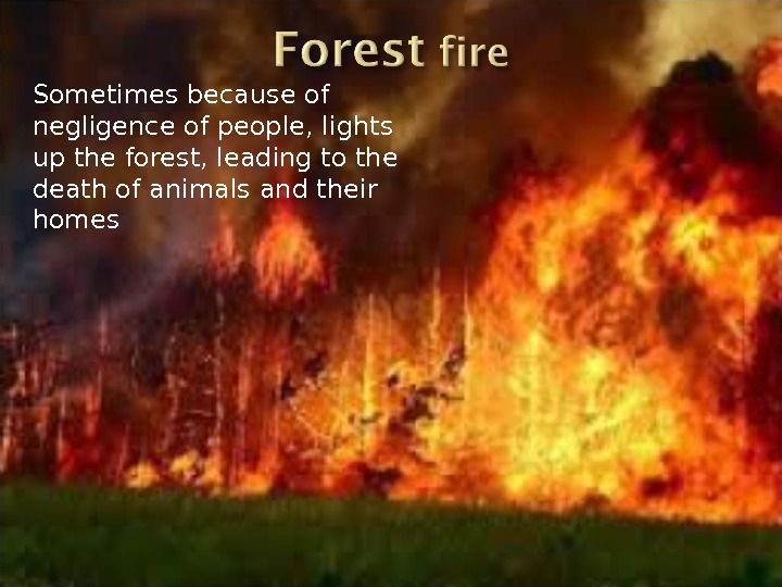Sometimes because of negligence of people, lights up the forest, leading to the death