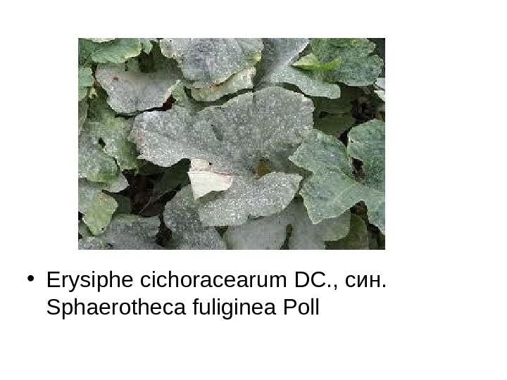   • Erysiphe cichoracearum DC. , син.  Sphaerotheca fuliginea Poll 