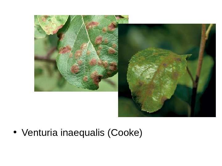   • Venturia inaequalis (Cooke) 