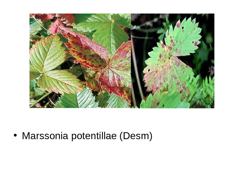   • Marssonia potentillae (Desm) 