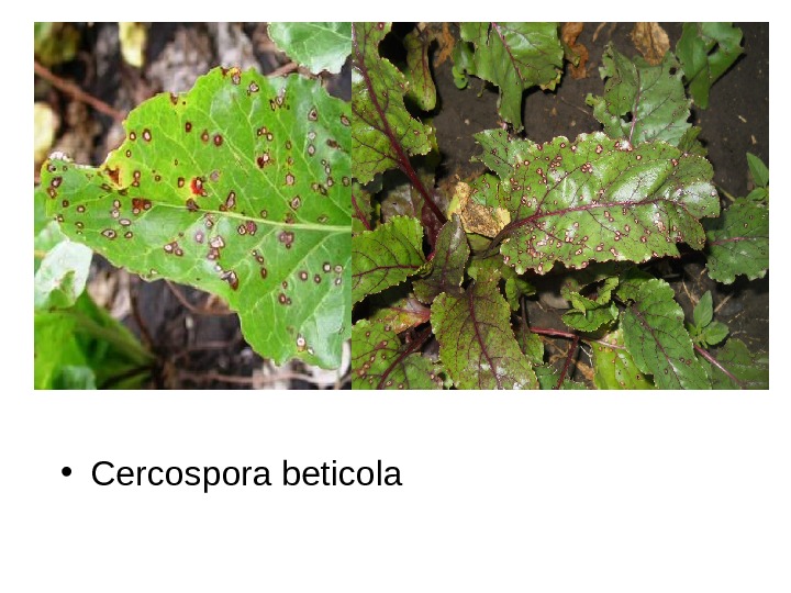   • Cercospora beticola 