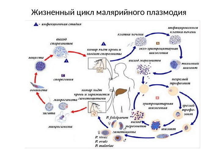 Жизненный цикл малярийного плазмодия 