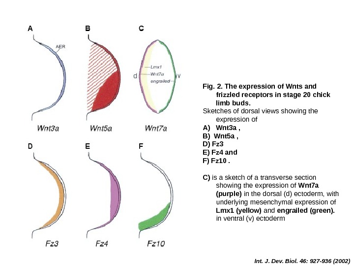 Int. J. Dev. Biol. 46: 927 -936 (2002)Fig. 2. The expression of Wnts and