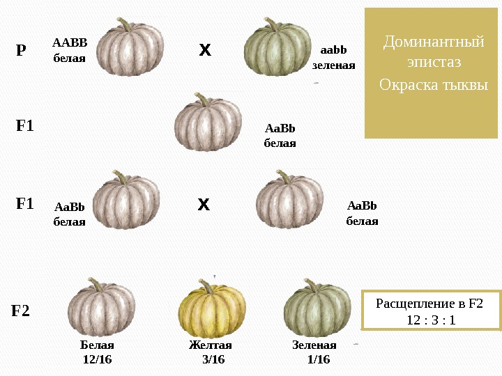 Доминантный эпистаз Окраска тыквы. Р Х ХF 1 F 2 Расщепление в F 2