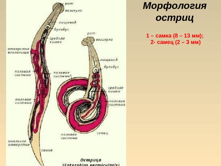 Морфология остриц 1 – самка (8 – 13 мм);  2 - самец (2